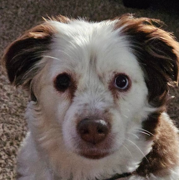 Meet your Posher, Heidi - Picture 1 of 1